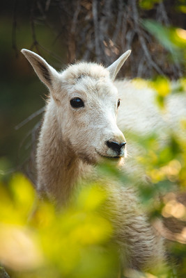 Mountain Goat - Oreamnos americanus